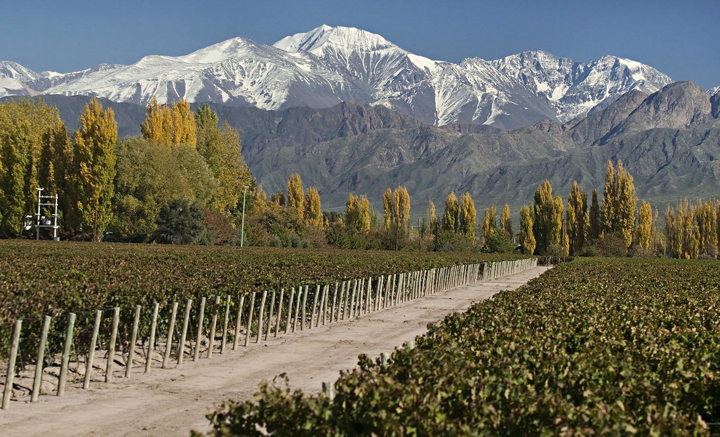 The altitude where the vineyards rest plays a crucial role in the excellence of Mendoza’s wines