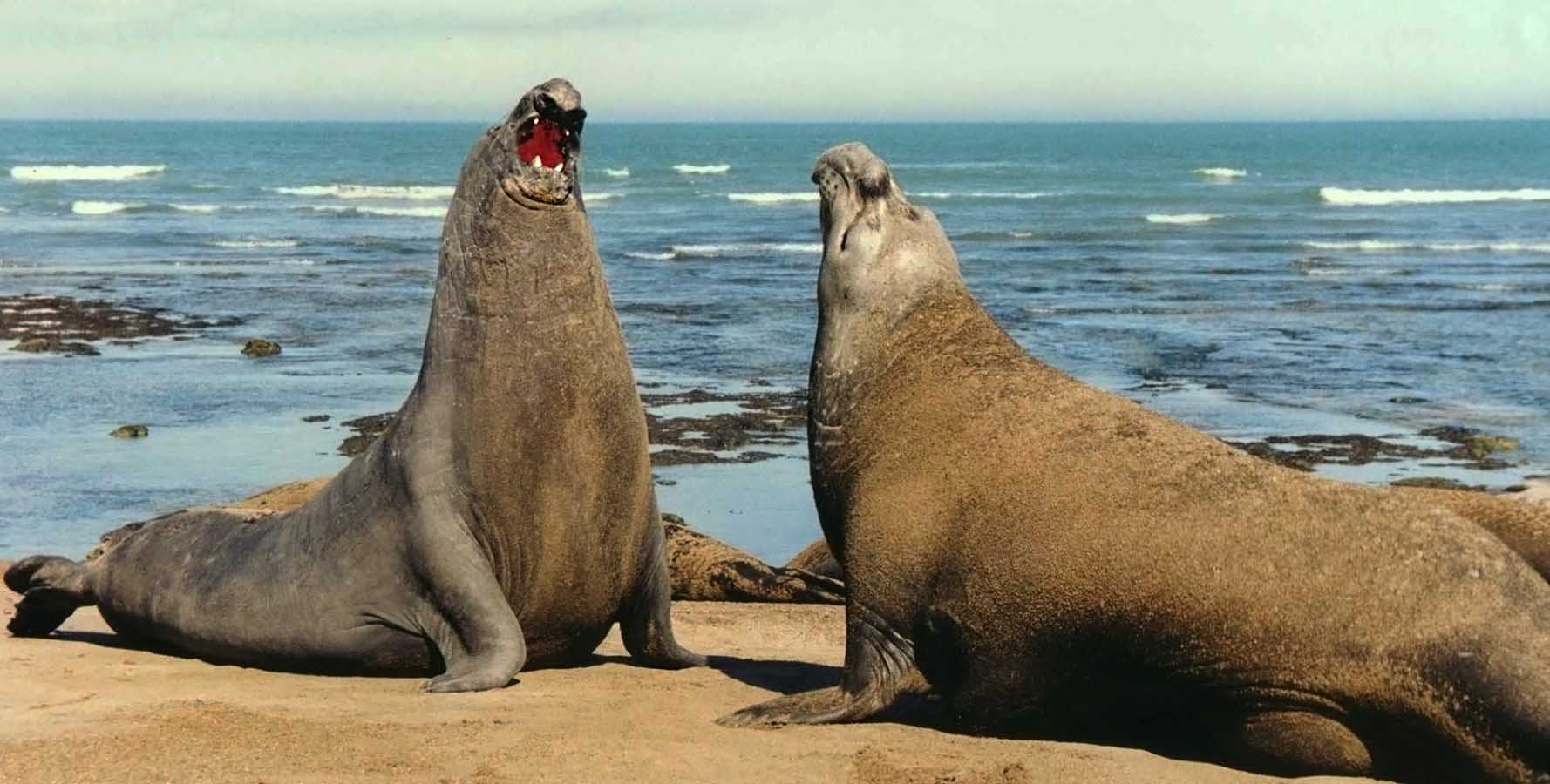 During mating season, they can become aggressive asserting their dominance and territory