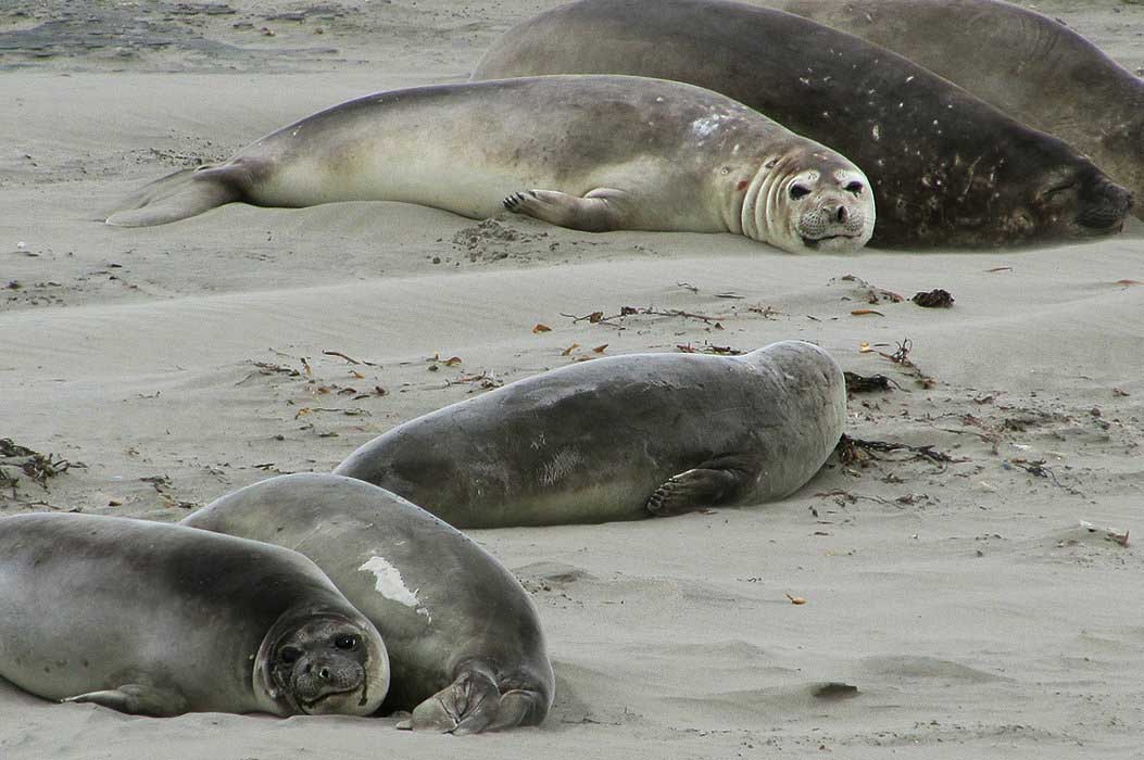 Peninsula Valdes is one of the largest marine wildlife reserves in the entire world