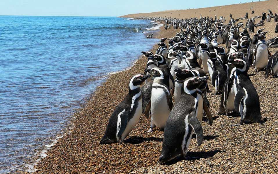 Estancia San Lorenzo is home to the world’s second largest colony of Magellanic penguins