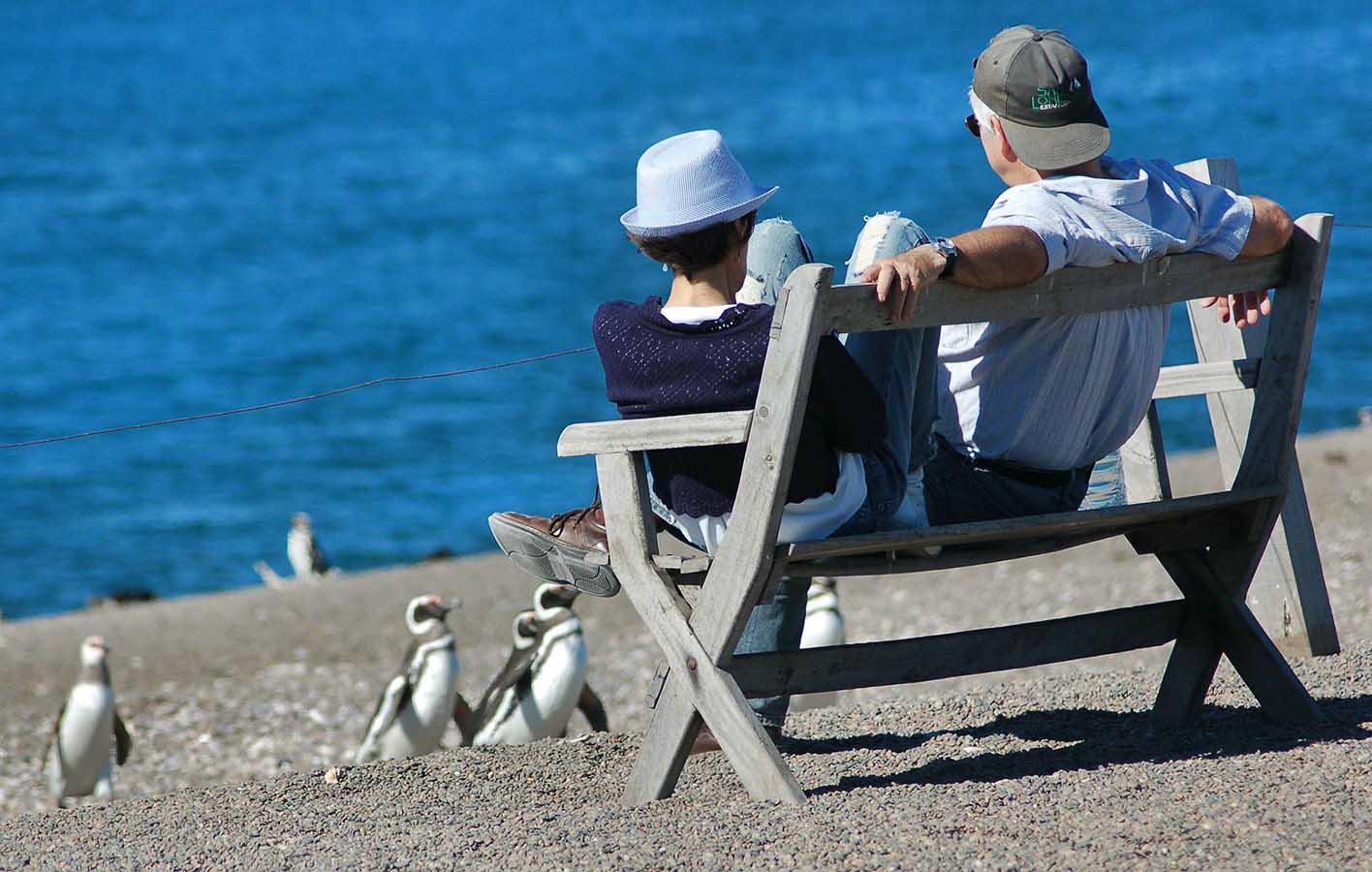 Relax for a while as these furry birds waddle around you