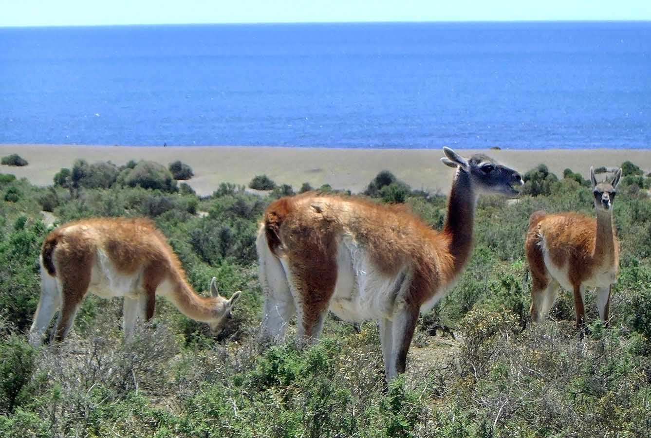Guanacos, among other species of land mammals, can be spotted in Peninsula Valdes