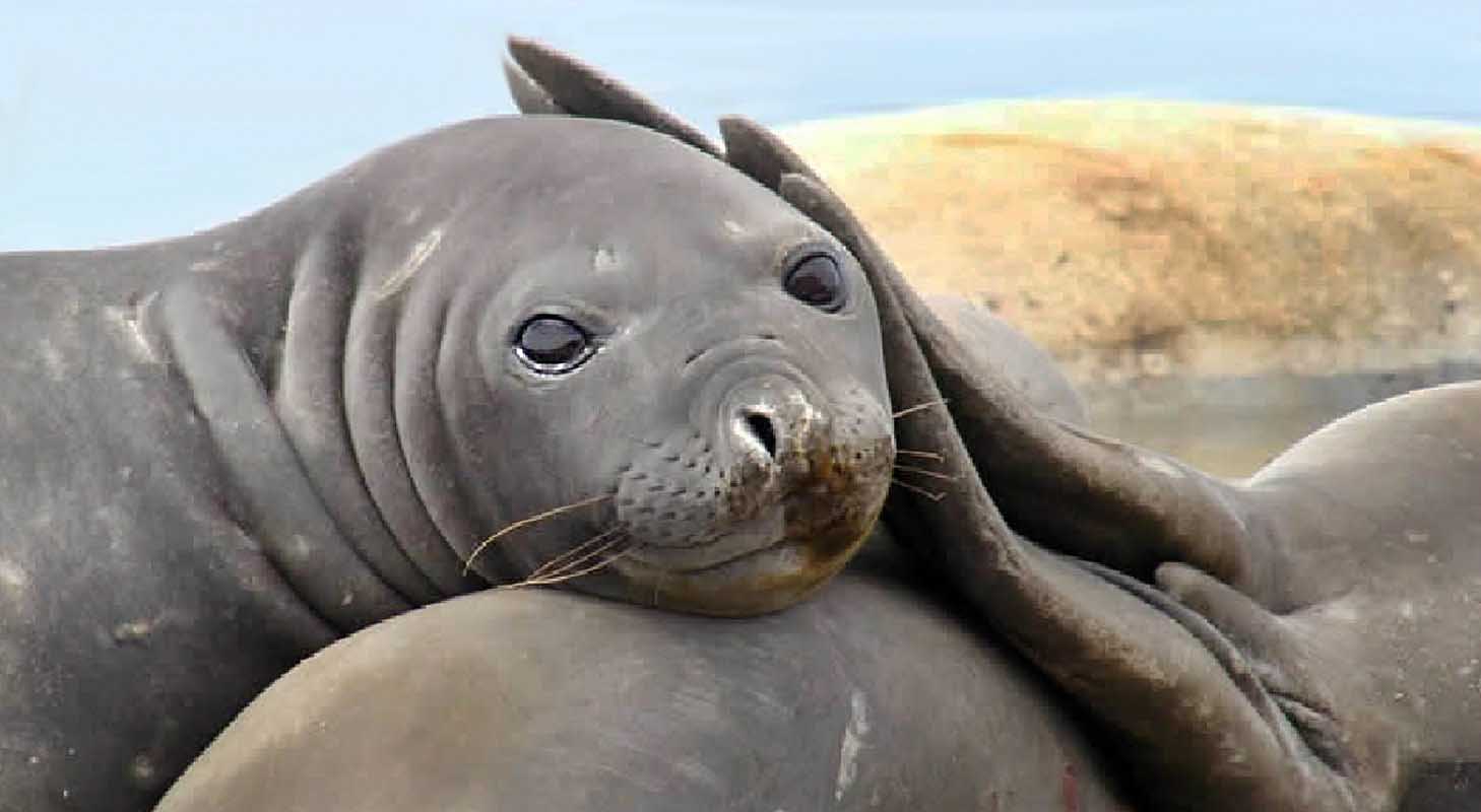 See the largest continental colony of Southern Elephant Seals in the entire world