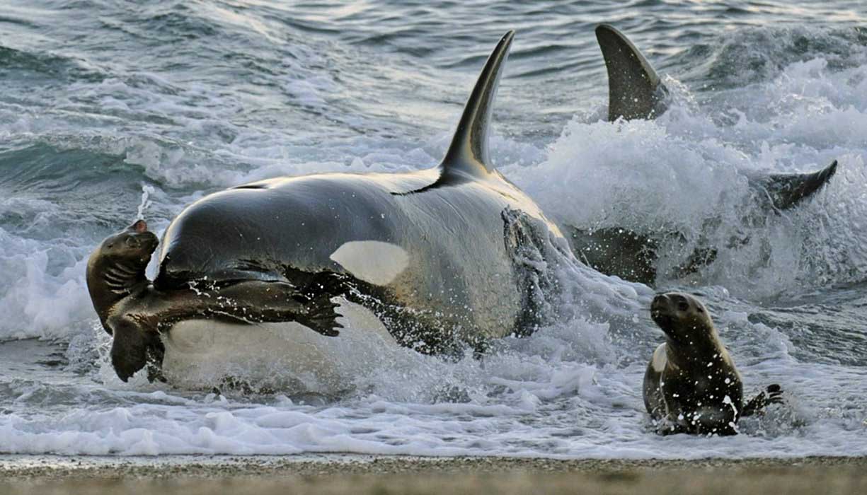 Orcas, sea lions’ ferocious predator, are present in the peninsula a few months out of the year