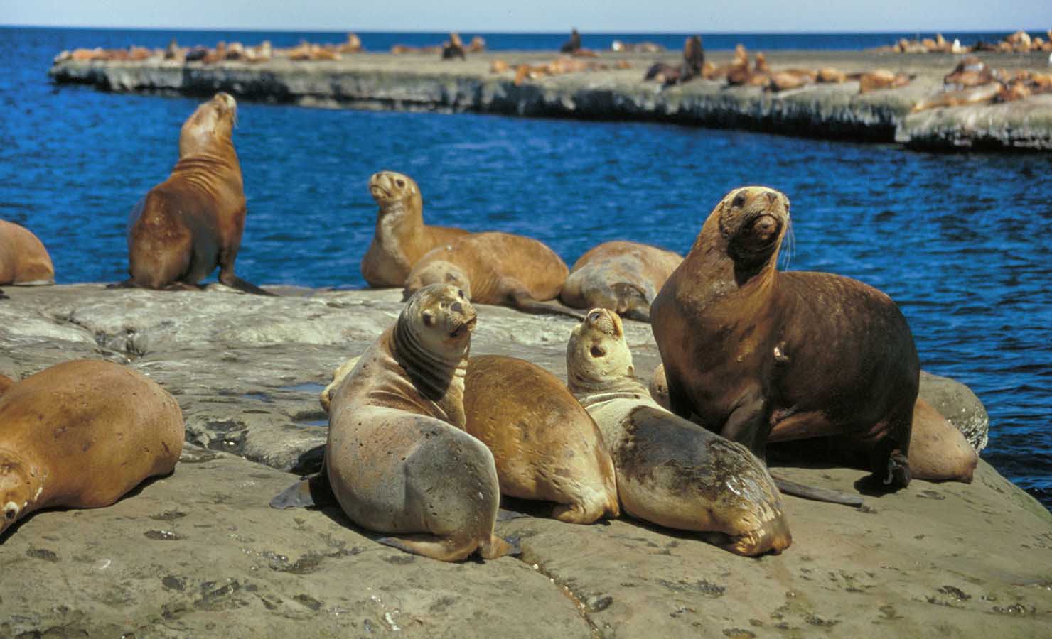 Sea lions can be also be seen in Peninsula Valdes