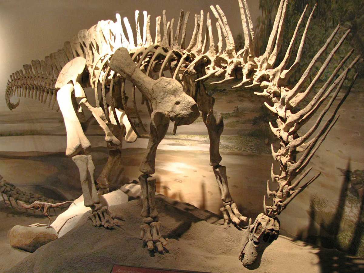 The MEF museum is an undisputed international reference for all things paleontology