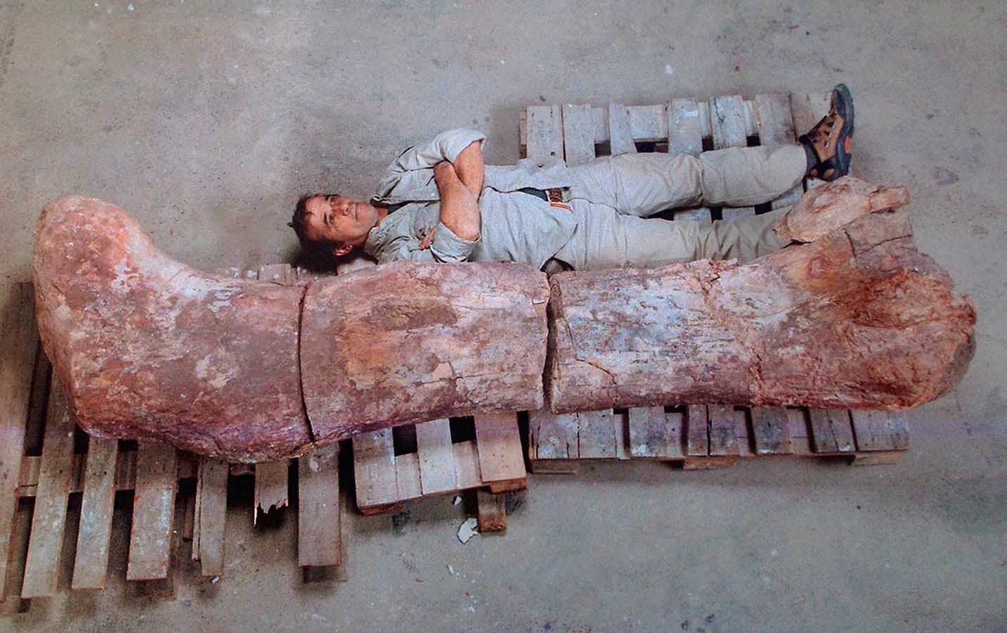 A titanosaur’s femur: this was once the largest animal ever to have walked the Earth!