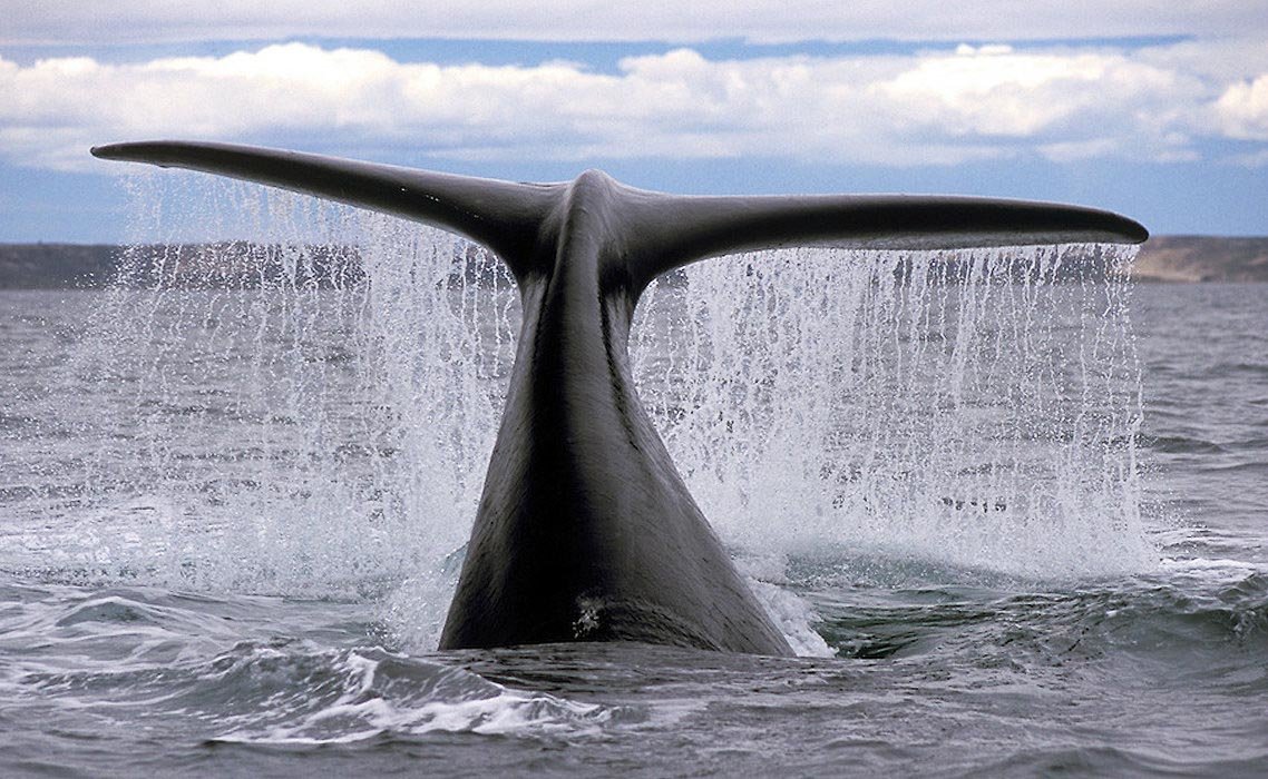 These mammals are playful and intelligent, and can often be found exhibiting unique behavior