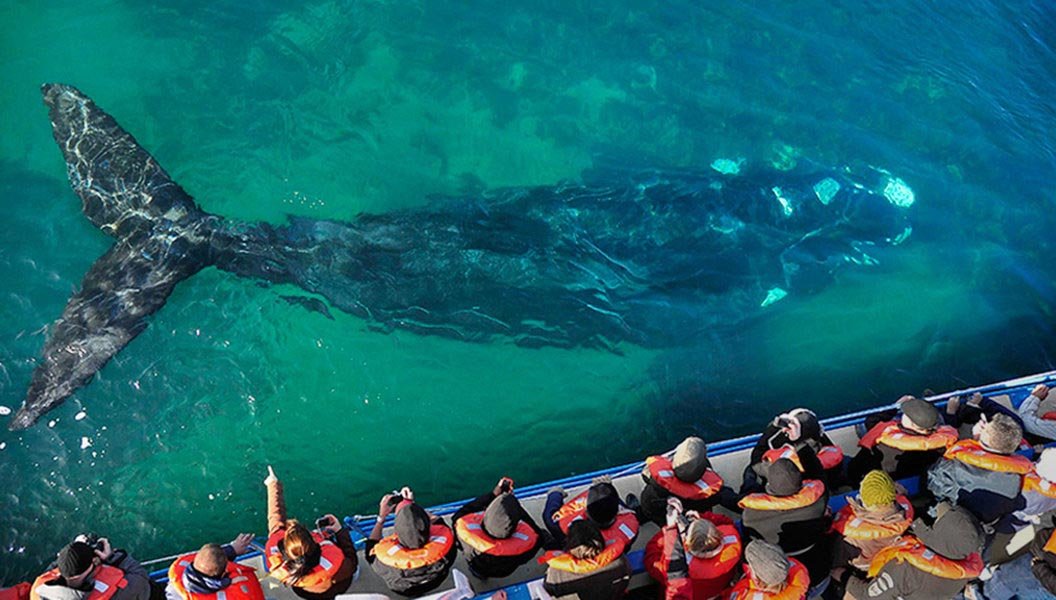 Marvel upon the immensity of the Southern Right Whale in all its splendor