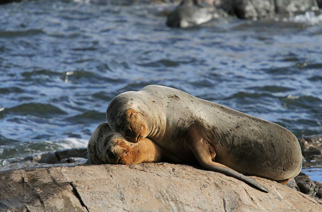 Some will be scurrying about others will be napping, making the picture-taking task easier!
