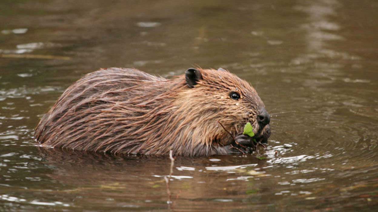 A close-up view of the Patagonian Beaver