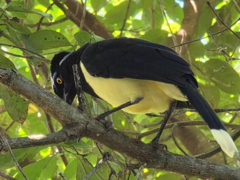Black and cream plumage thrives in Iguazu's lush treetops