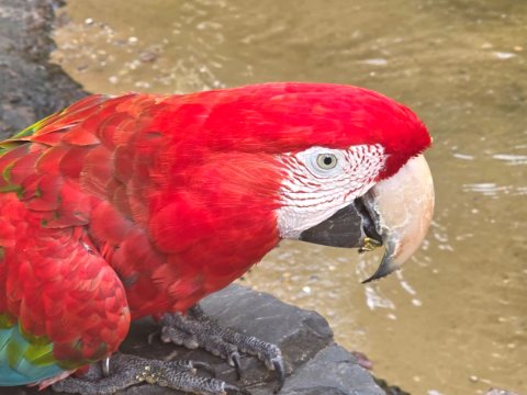 Vibrant scarlet macaw