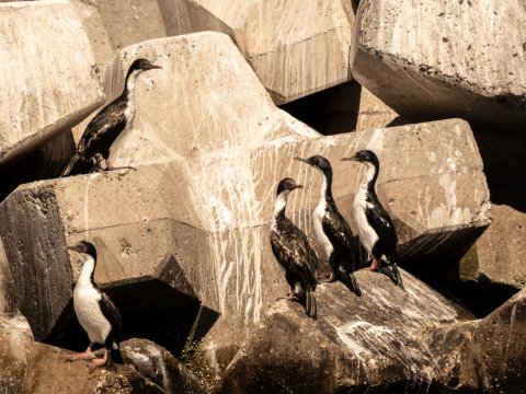 Cormorants gather on Peninsula Valdes' coastal rocks