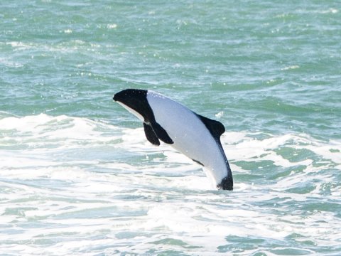 Acrobatic leap captured in Peninsula Valdes