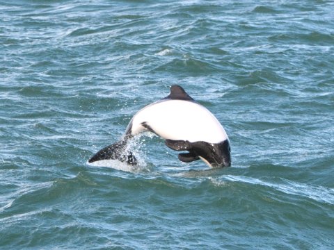 Playful panda dolphin leaps through Peninsula Valdes' waters