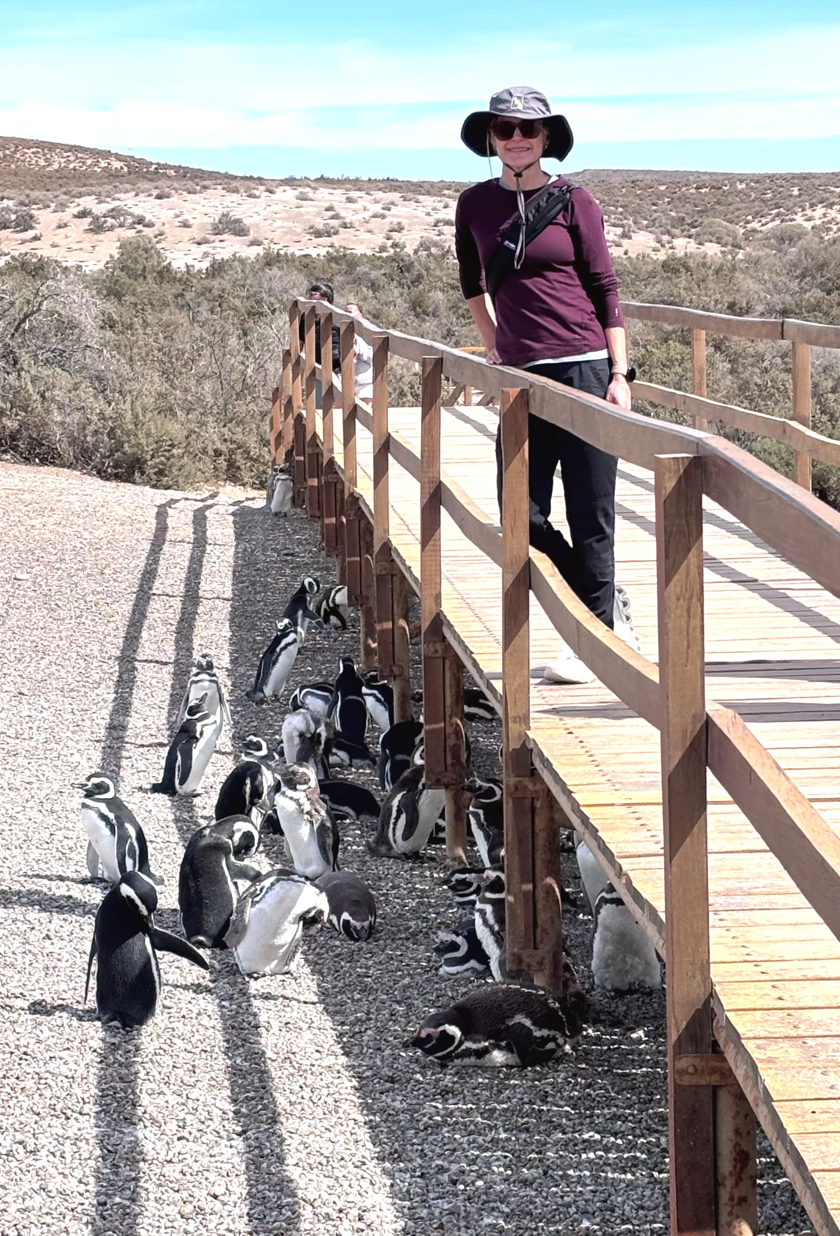 Up close with Peninsula Valdes penguin colonies