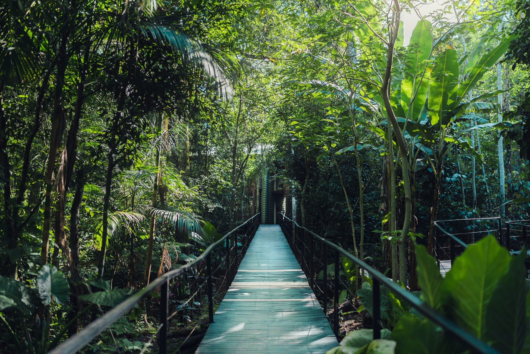 A walkway through the forest
