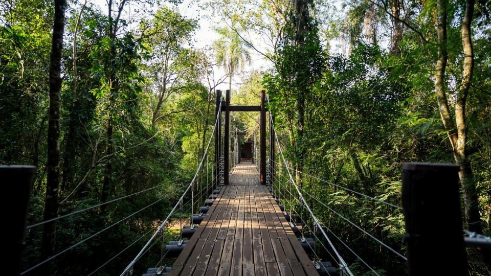 A suspended walkway through the rainforest