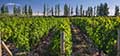 The vineyards at Club Tapiz