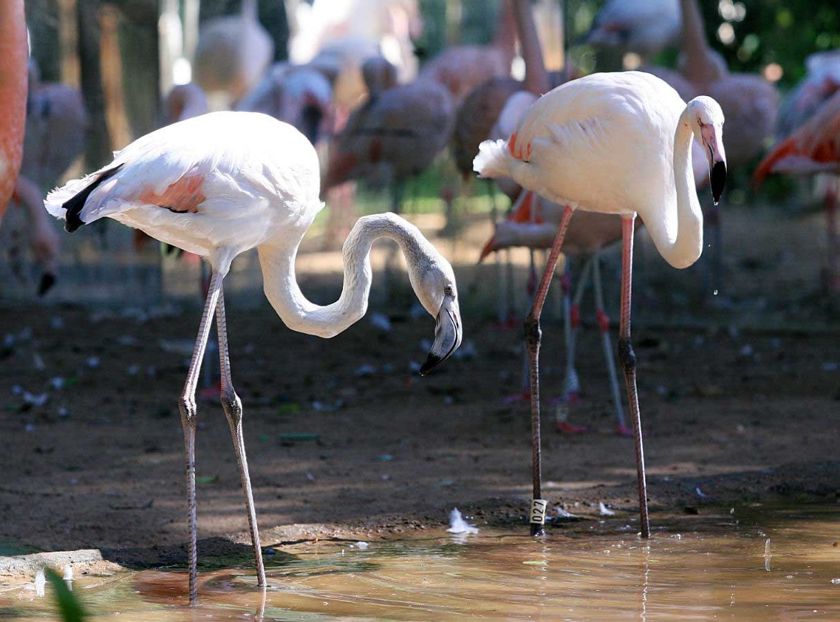 Flamingos add another splash of color at Parque das Aves.